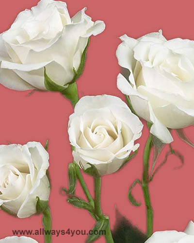 Spray Rose White Majolica Flowers